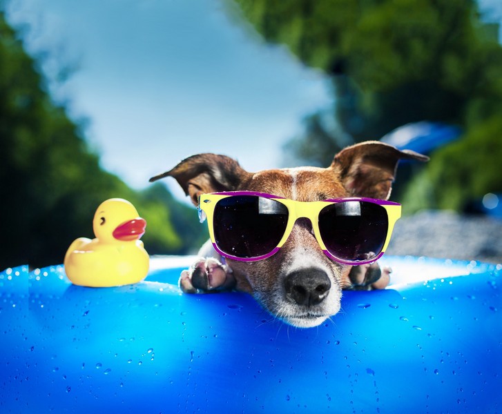 Woof-Fest the largest festival for dogs in Lebanon
